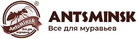 AntsMinsk